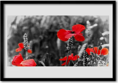 Produktbild von Bild 100x70 MDF-Rahmen Wandkunst Mohnblumen an der Wand