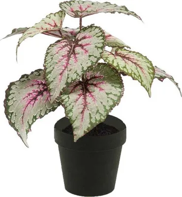 Produktbild von Begonie 25 cm grau/rosa im Topf Emerald