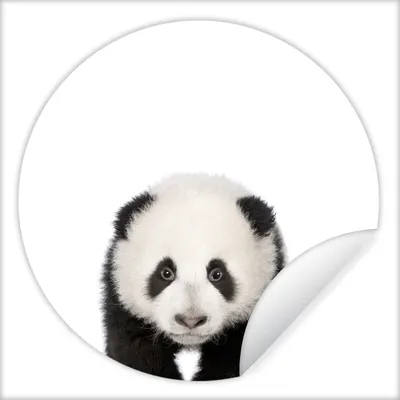 Produktbild von MuchoWow® Runde Wandtattoo - Wandsticker Tapete Aufkleber Tiere - Kinder - Panda - Mädchen - Jungen Ø 80 cm Selbstklebend und Repositionierbar - Wandaufkleber - Kreis - Mauerkreis - Wand Bilder - Wandsticker - Wohnzimmer Dekoration - Dekoration für die Wände - Aluminium - Babyzimmer