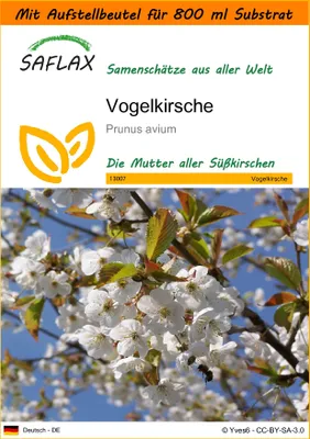 Produktbild von SAFLAX - Garden in the Bag - Vogelkirsche - 10 Samen - Mit Anzuchtsubstrat im praktischen, selbst aufstellenden Beutel - Prunus avium