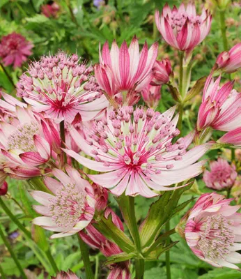 Produktbild von BALDUR Garten 1x Astrantia Sparkling Stars Pink, Pflanze im 9x9 cm-Topf, Sterndolde Staude, winterharte Staude, mehrjährig, pflegeleicht, Wasserbedarf gering, blühend, Astrantia major