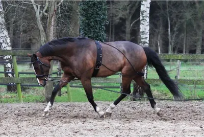 Zdjęcie produktu dla Horka Pessoa Lunging Bit Strap Brązowy Brązowy Jeden rozmiar