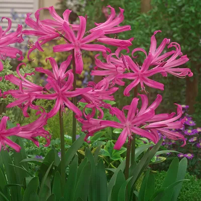 Image de Amarina Belladiva Anastasia 1 pièce bulbes à fleurs bulbes