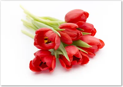 Produktbild von Tulup® Glas-Bild - 100 x 70 - Wandbild aus Glas - Wandkunst - Wandbild hinter gehärtetem Sicherheitsglas - Blumen & Pflanzen - Rote Tulpen - Rot