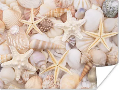 Produktbild von MuchoWow® Poster Seestern - Muscheln - Strand - Sommer 120x90 cm - Wandbild