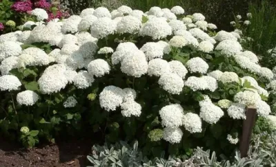 Produktbild von Schneeballhortensie Annabelle - Hydrangea arborescens Annabelle