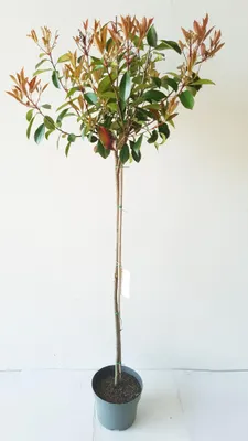 Produktbild von Photinia fraseri 'Red Robin", Glanzmispel-Stämmchen, Höhe: 120-130 cm