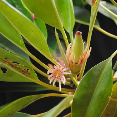 Produktbild von Orange Flussmangrove (Bruguiera sexangula) - 1 gekeimter Samen