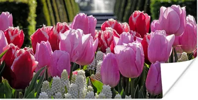 Produktbild von MuchoWow® Poster Tulpen vor einem Springbrunnen im Keukenhof in den Niederlanden 40x20 cm - Poster für die Wand - Poster Schlafzimmer