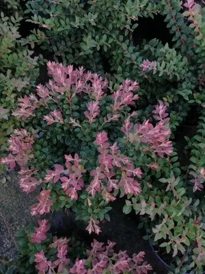 Produktbild von Vaccinium floribundum - Anden-Heidelbeere
