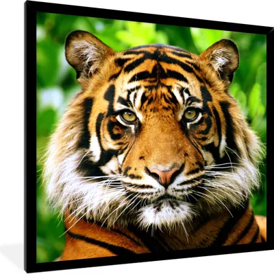 Produktbild von MuchoWow® Gerahmtes Poster Porträt eines Sumatra-Tigers im Dschungel 40x40 cm - Poster mit Schwarzem Bilderrahmen Wandposter Rahmen Foto Bilder - Mit Rahmen - Wanddekoration Schlafzimmer