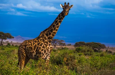 Produktbild von hansepuzzle 78899 - Giraffe Puzzle, 500 Teile, Natur, 46,0 x 30,0cm mit hochwertiger Aufbewahrung, Kartonbox und wiederverschließbarem Beutel