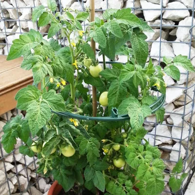 Produktbild von Windhager Pflanzenring Vario 30 - 40 cm, 3 Stück