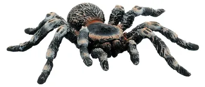 Imagen del producto de BULLYLAND, Araña pájaro de rodillas blancas, 3 años/edades, Negra, 1 unidad