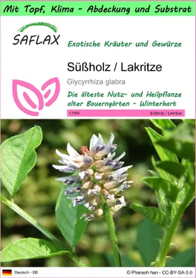 Produktbild von SAFLAX Garden to go - Süßholz / Lakritze - Glycyrrhiza glabra - 30 Samen - Mit Topf, Klima - Deckel und Anzuchtsubstrat