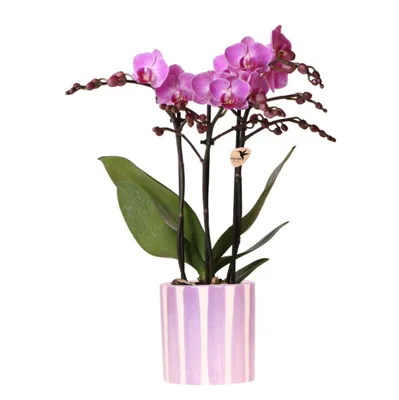 Obrázek produktu pro Kolibri Orchids Fialová orchidej Phalaenopsis Vienna + květináč s pruhy, fialový – velikost květináče 9 cm