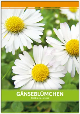 Produktbild von Gänseblümchen für Werbezwecke | Gänseblümchensamen von FLORTUS