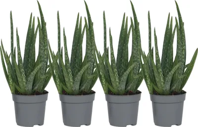 Zdjęcie produktu dla Aloes zwyczajny - 4 szt - Aloe barbadensis - Wysokość 25-40cm - ⌀10,5cm