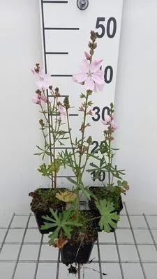 Zdjęcie produktu dla 6 x Sidalcea hybr. 'Elsie Heugh' - malwa preriowa - doniczka 9 x 9 cm