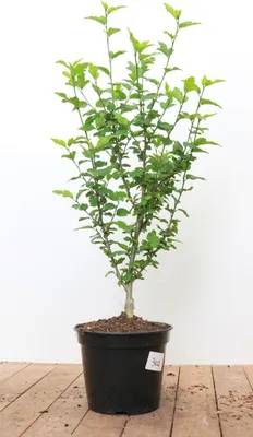 Produktbild von Hibiscus syriacus 'Hamabo', Roseneibisch, rosa Blüten, 60–80 cm