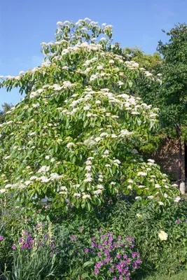 Zdjęcie produktu dla Cornus controversa 'Laska', Etagen-Hartriegel, 50-60 cm