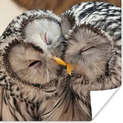 Produktbild von MuchoWow® Poster Eulen - Vögel - Schnabel - Familie 75x75 cm - Wand Dekoration