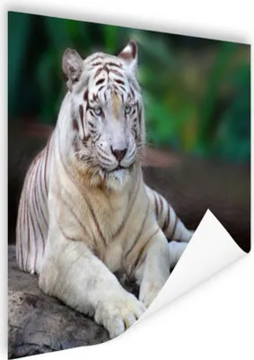 Produktbild von MuchoWow® Poster Weißer Tiger - Rüssel - Wald 160x120 cm - Foto Plakat