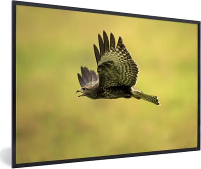 Produktbild von MuchoWow® Gerahmtes Poster Ein Foto von einem tief fliegenden Bussard 90x60 cm - Poster mit Schwarzem Bilderrahmen Wandposter Rahmen Foto Bilder - Fotorahmen - Foto-Plakat