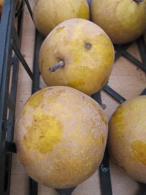 Produktbild von Pyrus communis Welleman - selbstfruchtende Birne Welleman