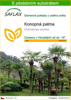 Obrázek produktu pro SAFLAX - konopná palma - Chamaerops excelsa - 10 Semena - S pěstebním substrátem bez klíčků