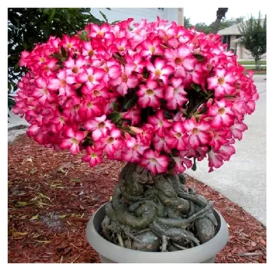Produktbild von Wüstenrose, Adenium obesum, 10 frische Samen, MIX aus den besten Sorten und Farben