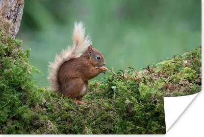 Produktbild von MuchoWow® Poster Eichhörnchen - Wald - Moos 60x40 cm - Schlafzimmerdekoration