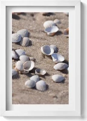 Produktbild von Muscheln am Strand– Wandbild mit Rahmen – Gerahmtes Bild  – Wanddekoration – 20x30 cm – Weiß