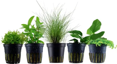 Produktbild von Pflanzen Set mit 5 einfachen kleinen Topf Aquarium Wasserpflanzen AquaOne Nr.107