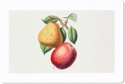 Produktbild von MuchoWow® Mauspad Mousepad Birne - Apfel - Obst 27x18 cm - Mousepads - Maus Mat - Pad - Mausunterlage - Büroartikel - Desk Matten