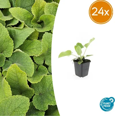 Produktbild von Phlomis russeliana | 24 Stück - 10-25cm - Ø9cm - Gartenpflanze