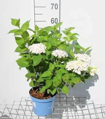 Produktbild von Hydrangea macr. 'Endless Summer The Bride'® - Hortensien  25- 30 cm Container