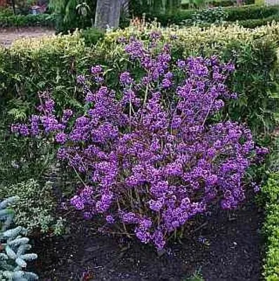 Produktbild von Liebesperlenstrauch Profusion - Schönfrucht - Callicarpa bodinieri - 60-80cm