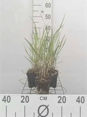 Zdjęcie produktu dla 6 x Panicum virg. 'Squaw' - proso wiechowe - doniczka 9 x 9 cm