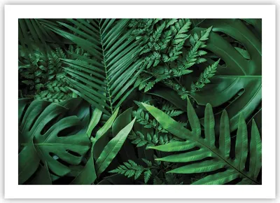 Produktbild von Poster - Poster ohne Rahmen - Exotisch Blätter Monstera - 70x50 cm - Wand Bild - Wanddeko - Wandbilder - Kunstposter - Wandposter - Bilder - Kunstdruck - Wanddekoration - Wandbild - P2XAA70x50-4746