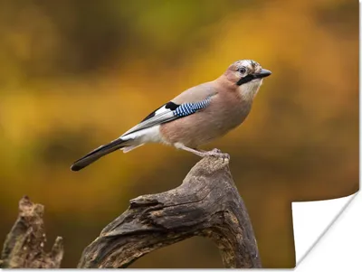 Produktbild von MuchoWow® Poster Vogel - Zweig - Eichelhäher 160x120 cm - Foto Plakat