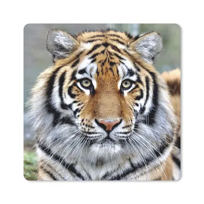 Produktbild von MuchoWow® Mauspad Mousepad Tiger - Jung - Tiere 20x20 cm - Mousepads - Maus Mat - Pad - Mausunterlage - Desk Mat - Bureauartikeln