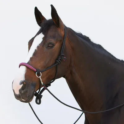 Produktbild von Kieffer Knotenhalfter Ruby - schwarz/burgund - Pony