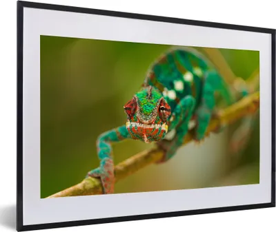 Produktbild von MuchoWow® MuchoWow® Gerahmtes Poster Chamäleon beobachten 60x40 cm - Poster mit zchwarzem Bilderrahmen - Schlafzimmer - Plakat in Rahmen - Drucken