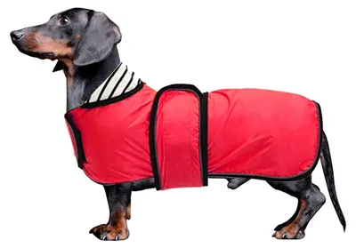 Image de Manteau imperméable pour teckel, avec bande réfléchissante, pour chiens