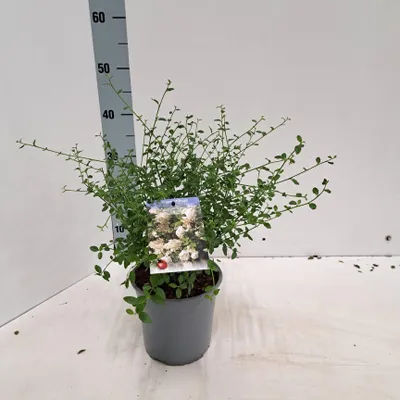 Immagine prodotto di Ceanothus thyr. 'Millerton Point' - Floribunda | 25-30 cm in vaso