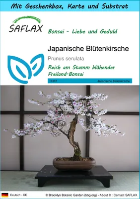 Produktbild von SAFLAX Geschenk Set - Japanische Blütenkirsche - Prunus serulata - 30 Samen - Mit Geschenkbox, Versandaufkleber, Geschenkkarte und Anzuchtsubstrat