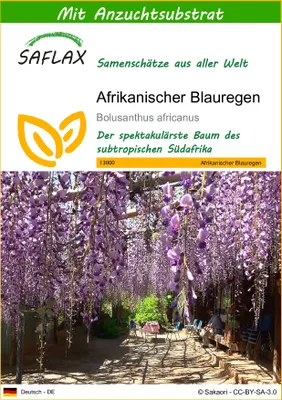 Produktbild von SAFLAX - Afrikanischer Blauregen - Bolusanthus africanus - 15 Samen - Mit keimfreiem Anzuchtsubstrat