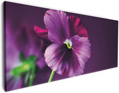 Produktbild von Wallario Premium Leinwandbild Lila Stiefmütterchen in Größe 50 x 125 cm
