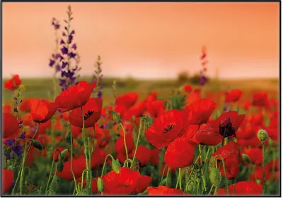 Produktbild von Wallario Wandbild Mohnblumen auf dem Feld, Größe: 70,30 x 100,30 cm, Poster mit schwarzem Aluminiumrahmen
